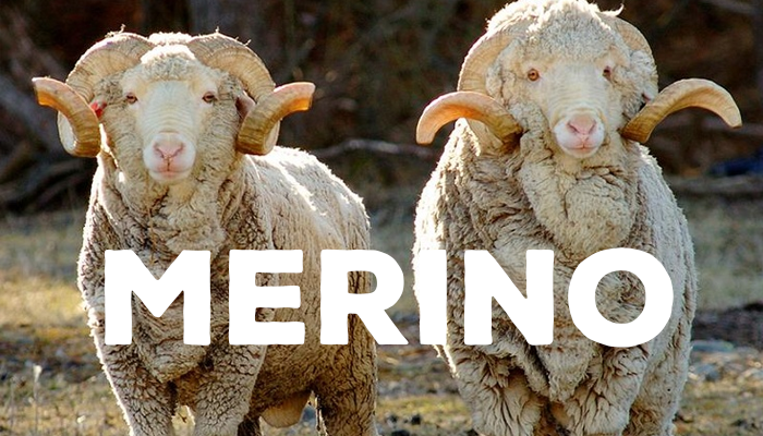 merino_wool.png