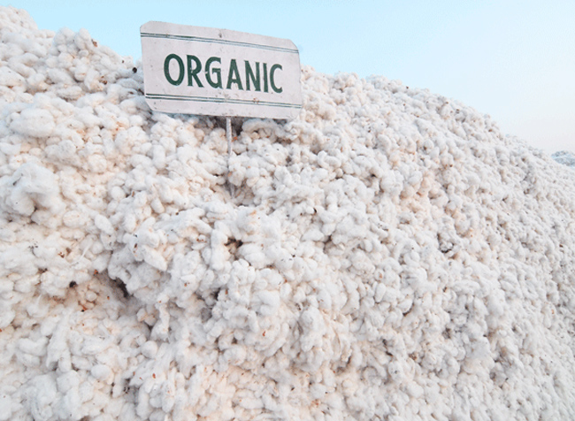 organic-cotton.jpg