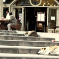 Az isztambuli álmos kutyákról mindenki hallott...