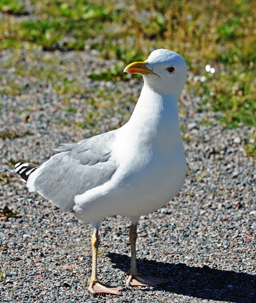 SK-AZH_4793.jpg