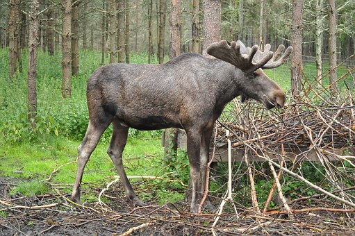 moose-1041035_340.jpg