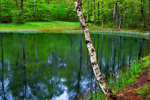 munka-ljungby-3461071_340.jpg