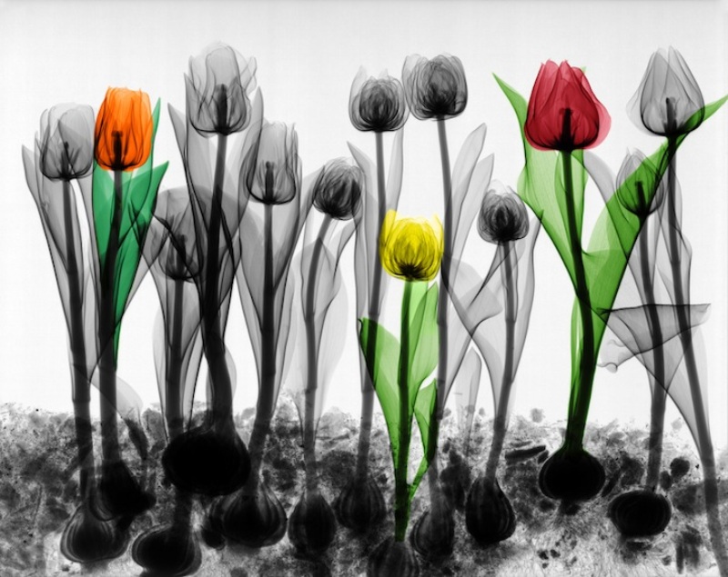 Tulip-field.jpg