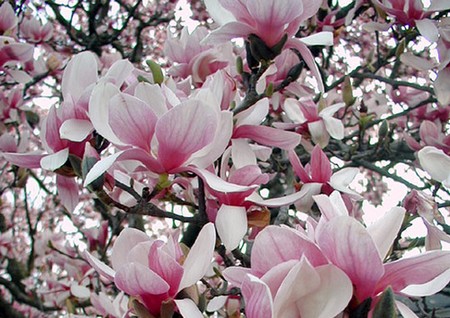 magnolia4.jpg