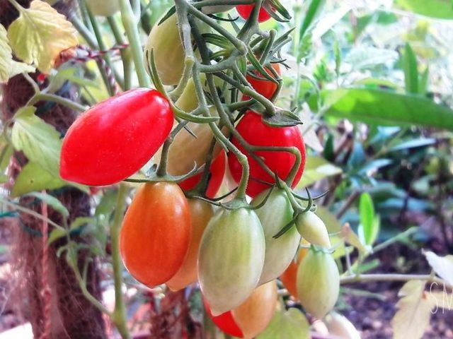 Vérnyomáscsökkentő zöldségek: szívbarát patika a kertben | Hobbikert Magazin