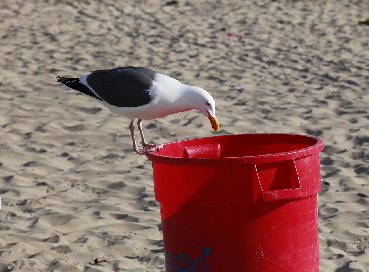 seagull-2425509_1280.jpg