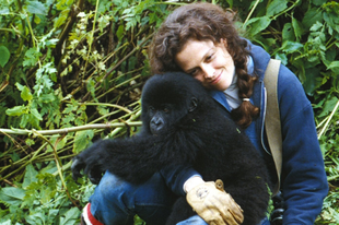 Gorillák a ködben / Gorillas in the Mist: The Story of Dian Fossey (1988)