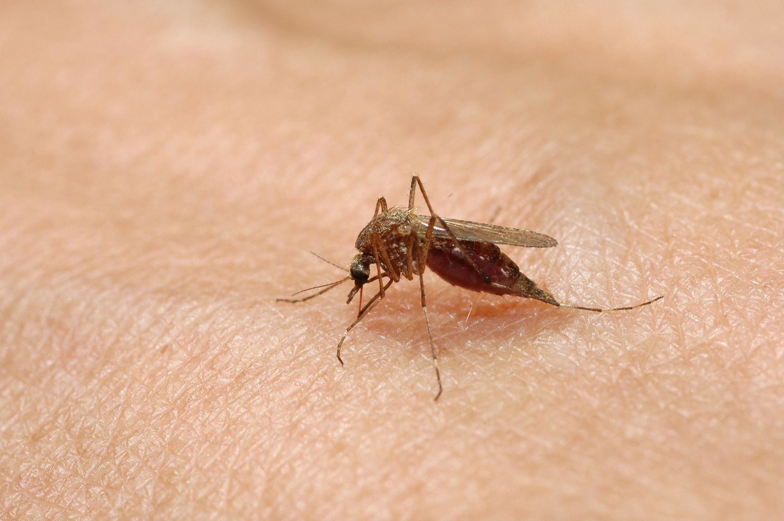 Megállítható a nyári szúnyoginvázió