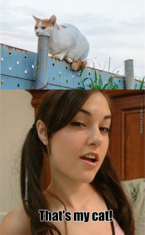 sasha_grey_cat.jpg