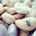 #nature #naturephoto #naturepics #animal #garden #photooftheday #picoftheday #photography #macro #nice #love #instagood