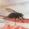 #macro #nature #macrophoto