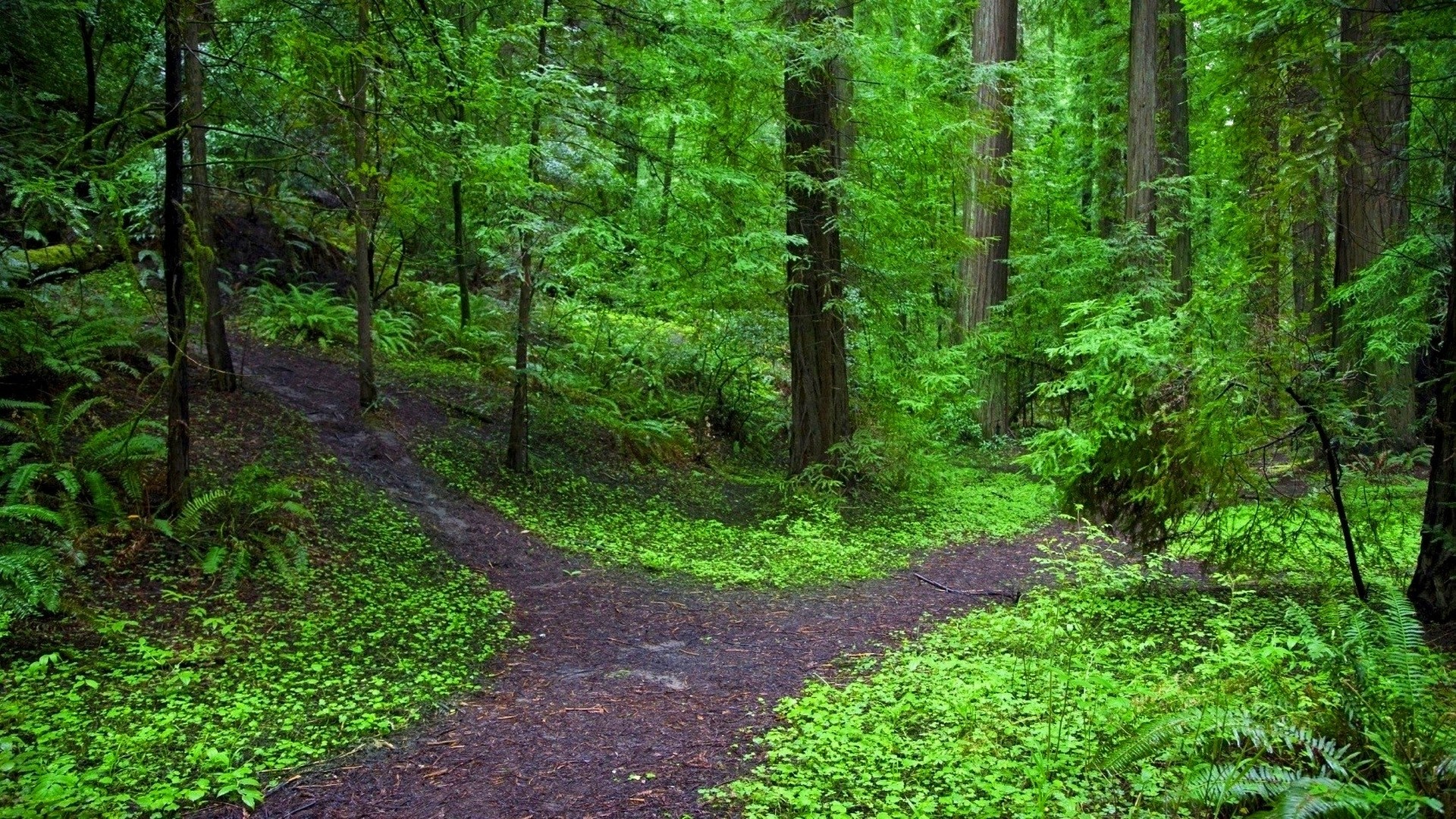 forest-path_002900561.jpg