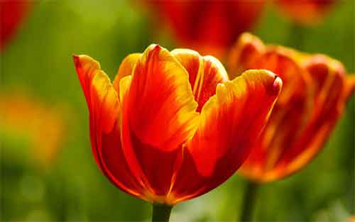 orange-tulip-wallpaper.jpg