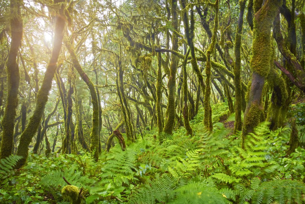 parque_de_garajonay_la_gomera.jpg