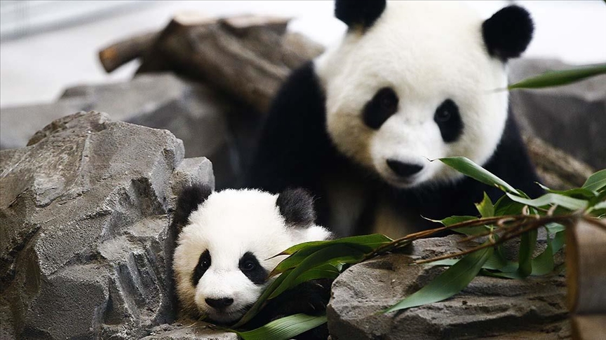 panda-bebik-madridban.jpg