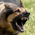 Kutyák harapták le egy fotós fülét