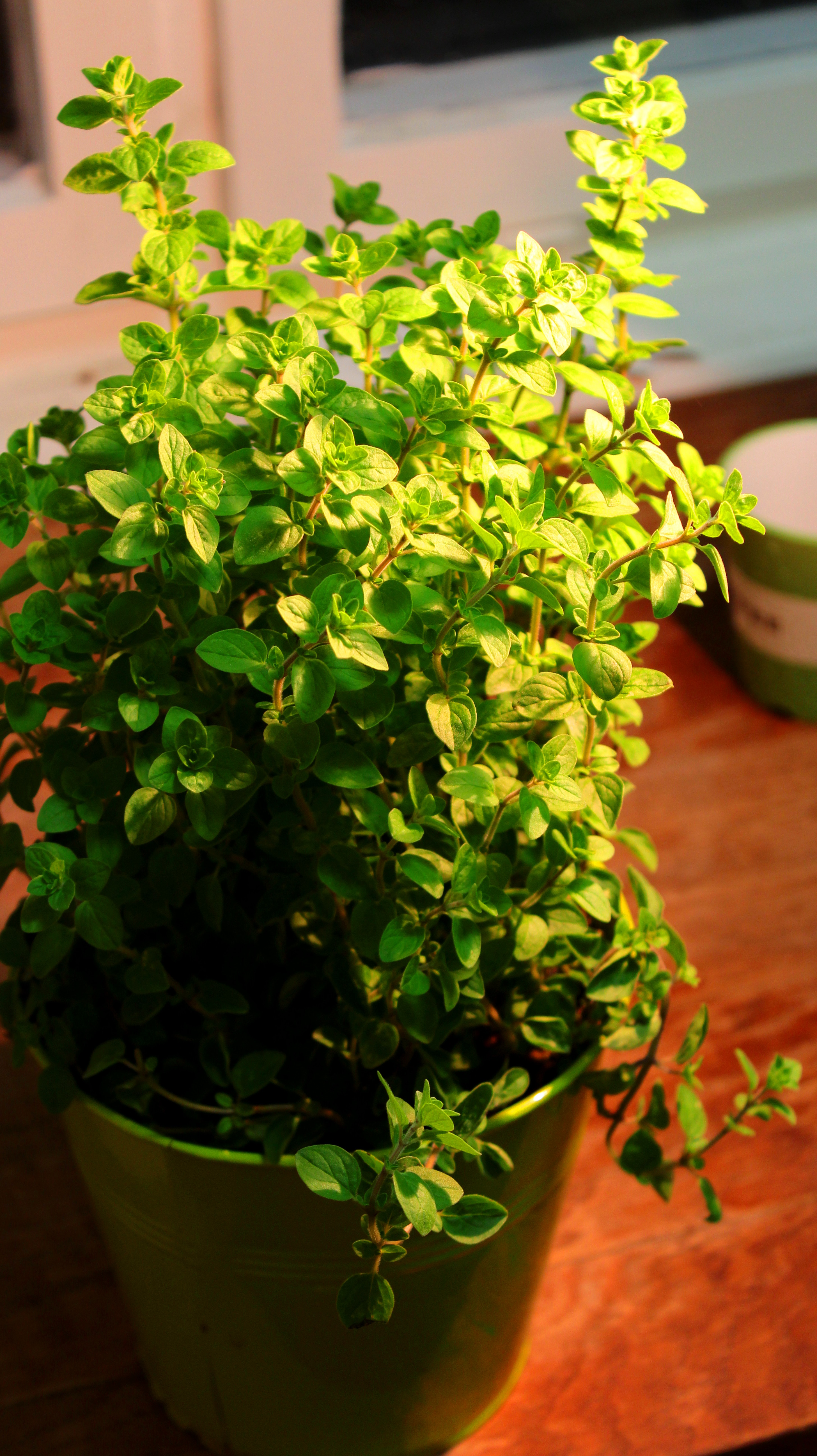 oregano_oregano_noveny_1.jpg