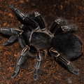 Aphonopelma seemanni