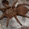 Chilobrachys huahini