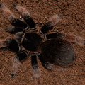 Brachypelma klaasi