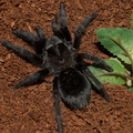 Grammostola pulchra