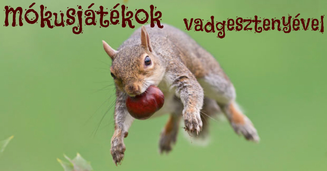 mokusjatekok_vadgesztenyebol.jpg