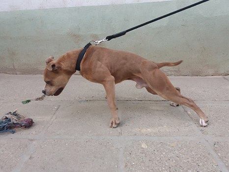 amstaff-american-staffordshire-terrier-weight-pull-canine-dog-sulyhuzas-sulyhuzo-kutya-edzes-training-stafford.jpg