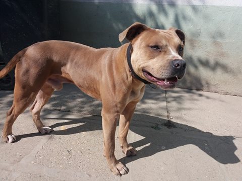 amstaff-american-staffordshire-terrier-weight-pull-canine-dog-sulyhuzas-sulyhuzo-kutya-edzes-training.jpg