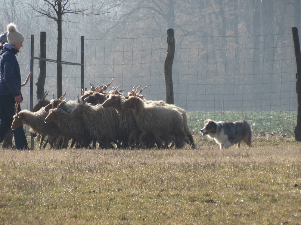 austrailan-shepherd-aussie-herding.jpg