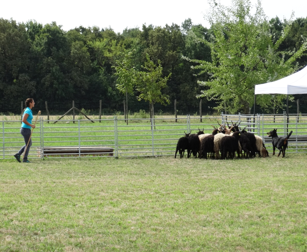 beauceron-bas-rouge-berger-de-beauce-herding-troupeaux.jpg