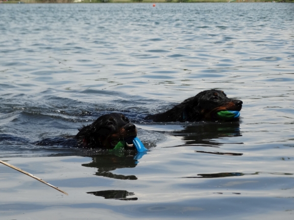 beauceron-berger-de-beauce-bas-rouge-gardiens-du-chaos-kennel-beach-dog.jpg