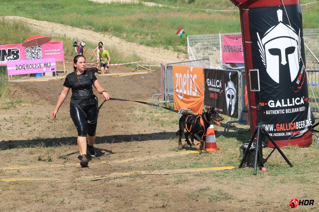 beauceron-berger-de-beauce-bas-rouge-gardiens-du-chaos-kennel-hard-dog-race-finishers-dog-sport-working-dogs-rebelle.jpg