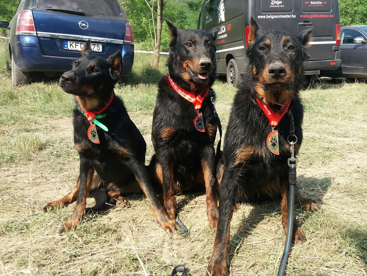 beauceron-berger-de-beauce-bas-rouge-gardiens-du-chaos-kennel-hard-dog-race-finishers-dog-sport-working-dogs.jpg