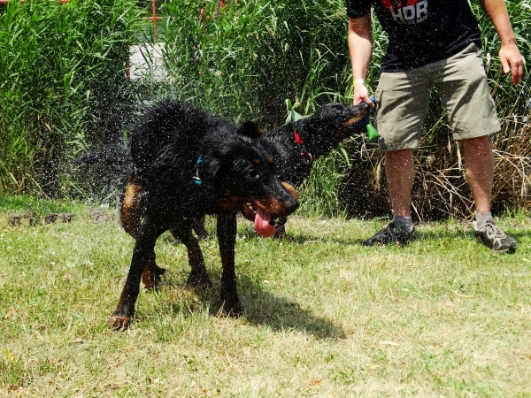 beauceron-berger-de-beauce-bas-rouge-gardiens-du-chaos-kennel-swimming-dogs-splash.jpg