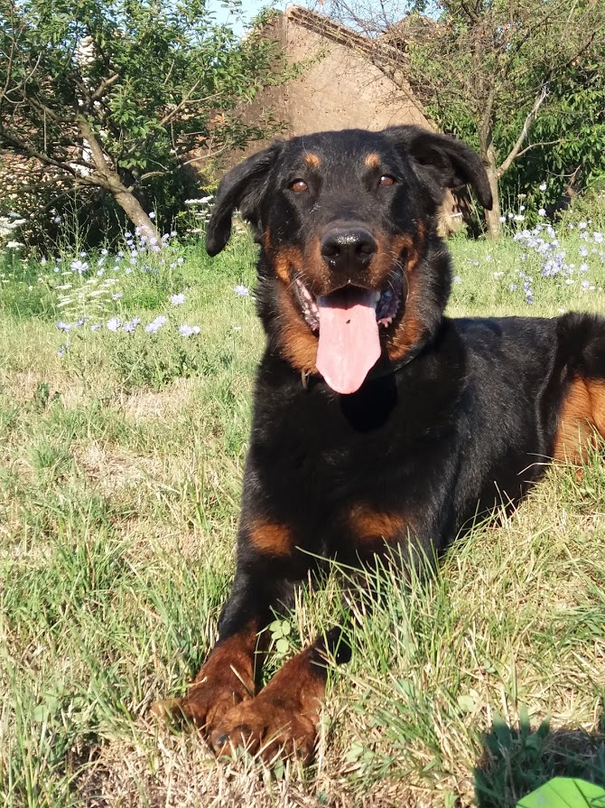 beauceron-berger-de-beauce-canicross-lemmy.jpg