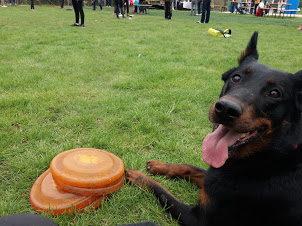 beauceron-berger-de-beauce-dog-bas-rouge-frisbee-canine-freestlye-gardiens-du-chaos-discdog-flydog.jpg