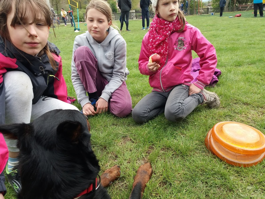 beauceron-berger-de-beauce-dog-bas-rouge-frisbee-canine-freestlye-gardiens-du-chaos-pogo.jpg