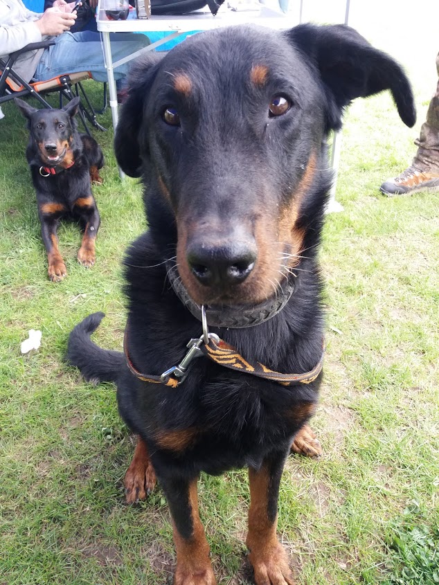 beauceron-berger-de-beauce-dog-bas-rouge-frisbee-canine-freestlye-lemmy-gardiens-du-chaos-2.jpg