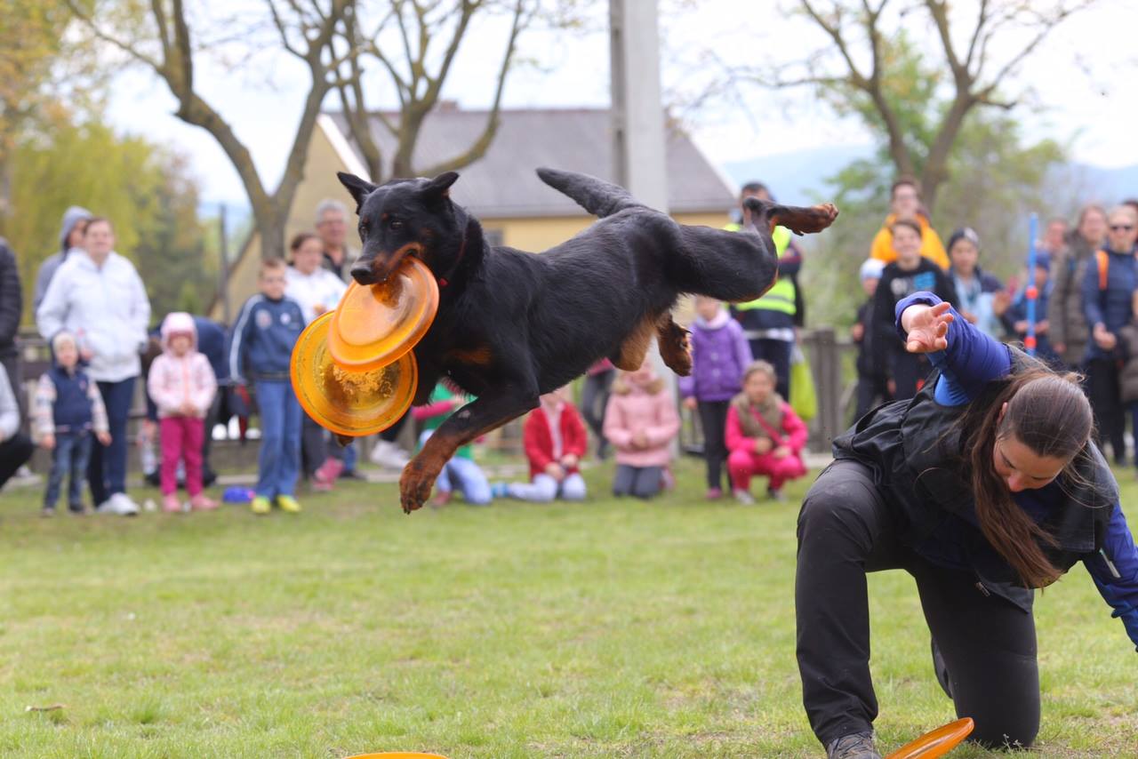 beauceron-berger-de-beauce-dog-bas-rouge-frisbee-canine-freestlye-pogo-gardiens-du-chaos.jpg