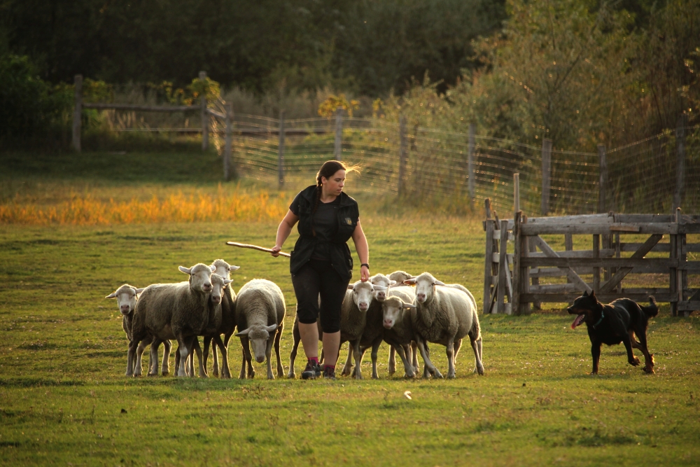 beauceron-berger-de-beauce-gardiens-du-chaos-herding-terelokutya-troupeaux.jpg