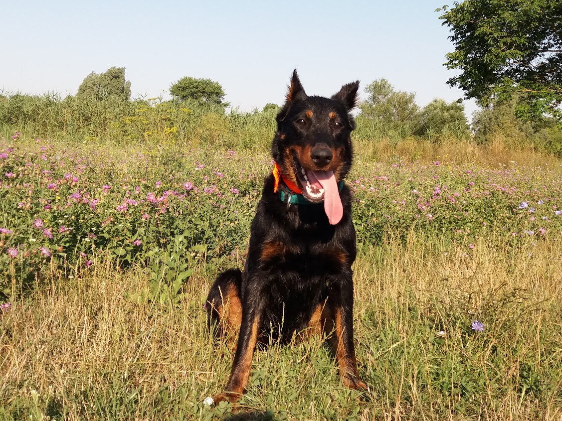 beauceron-berger-de-beauce-gardiens-du-chaos-kennel-canicross.jpg