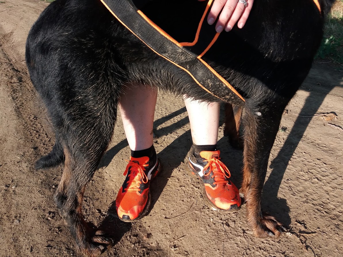 beauceron-berger-de-beauce-gardiens-du-chaos-kennel-dog-sport-canicross-running-kutya-futas-trail.jpg