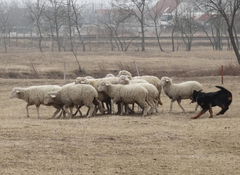 beauceron-berger-de-beauce-gardiens-du-chaos-kennel-jetta-working-dog-sport-herding-troupeau-sheepdog-rebelle.jpg