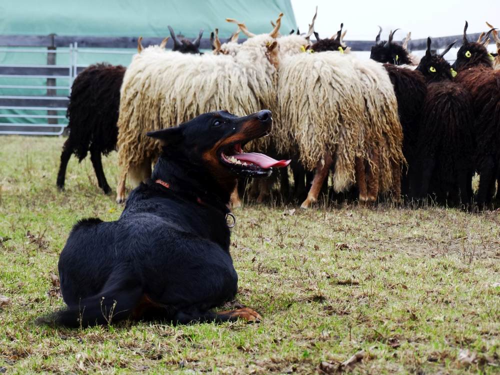 beauceron-berger-de-beauce-gardiens-du-chaos-kennel-pogo-working-dog-sport-herding-troupeau-sheepdog.jpg