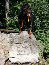 beauceron-berger-de-beauce-gardiens-du-chaos-kennel-sport-dog-canicross-vagusdogs-futas-kutyas-running-mecsek-rotary-korsetany.jpg