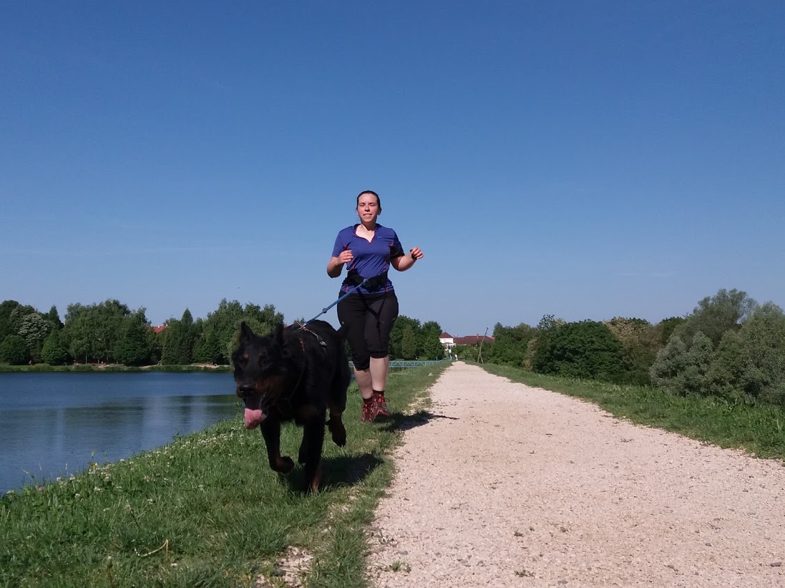 beauceron-berger-de-beauce-gardiens-du-chaos-kennel-working-dog-sport-canicross-kutyas-futas-terepfutas-futniyo-rebelle-malomvolgy.jpg