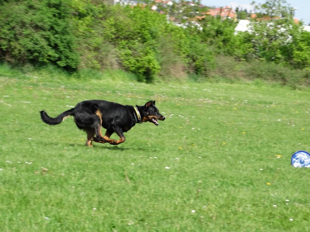 beauceron-berger-de-beauce-gardiens-du-chaos-kennel-working-dog-sport-canine-frisbee-alice.jpg