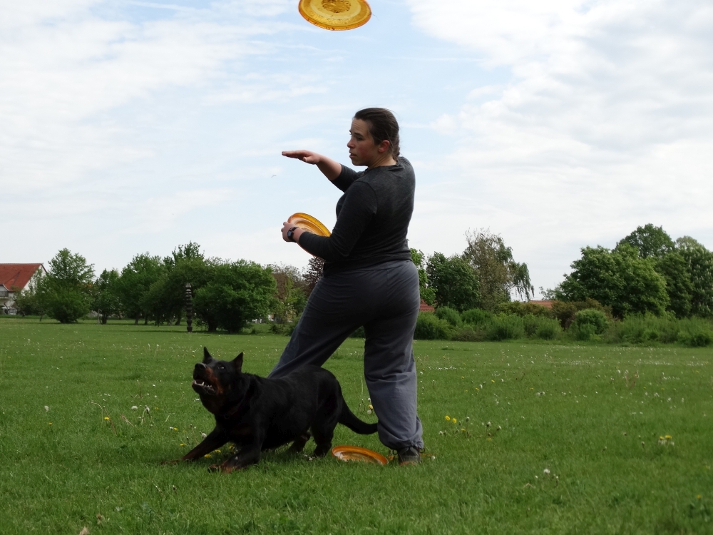 beauceron-berger-de-beauce-gardiens-du-chaos-kennel-working-dog-sport-canine-frisbee-pogo.jpg