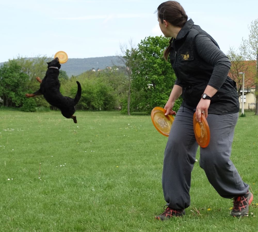 beauceron-berger-de-beauce-gardiens-du-chaos-kennel-working-dog-sport-canine-frisbee-rebelle.jpg