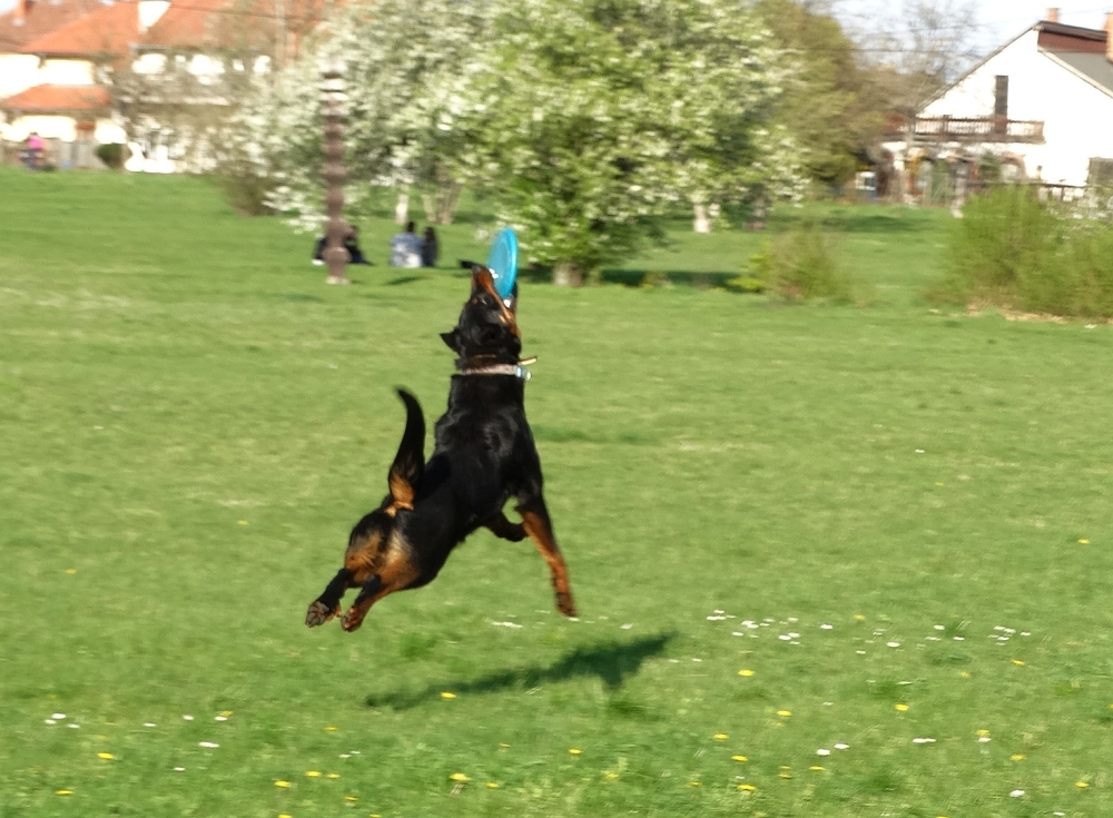 beauceron-berger-de-beauce-gardiens-du-chaos-kennel-working-dog-sport-frisbee-canine.jpg